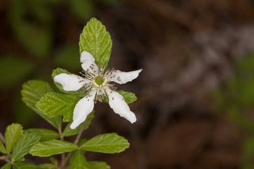 Rubus cuneifolius #1
